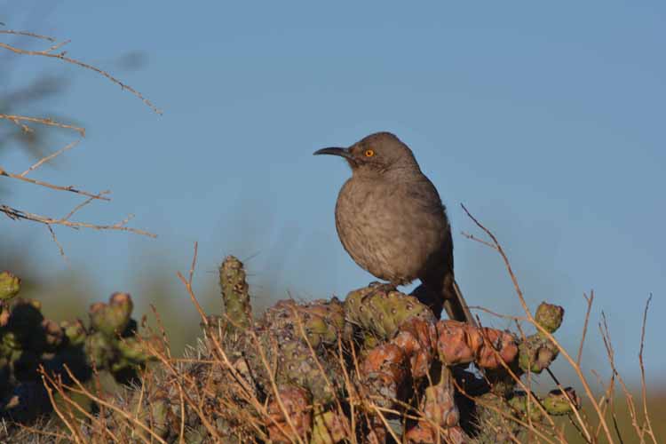 bird